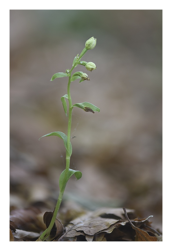 Orchidee Venete 2025 - 4