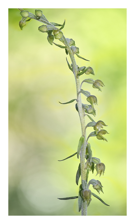 Orchidee Venete 2025 - 4