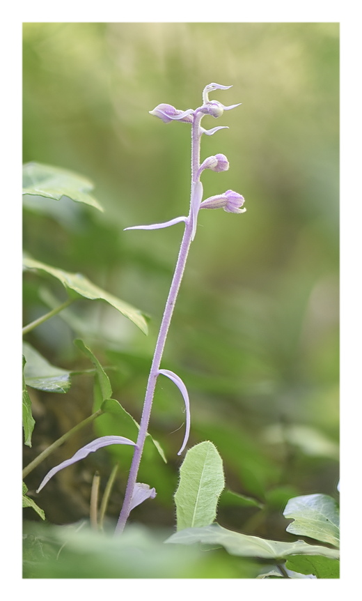 Orchidee Venete 2025 - 4