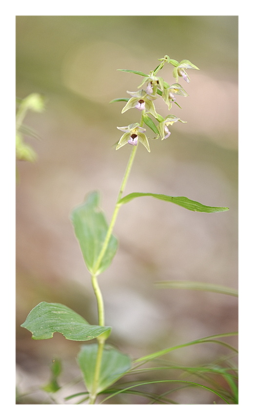 Orchidee Venete 2025 - 4