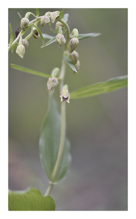 Orchidee Venete 2025 - 4
