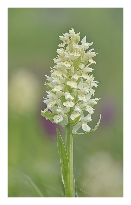 Orchidee Venete 2025 - 3/2