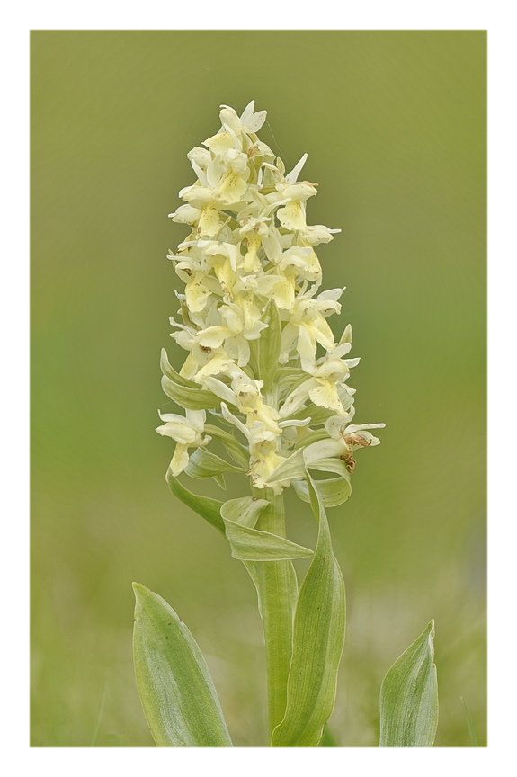 Orchidee Venete 2025 - 3/2