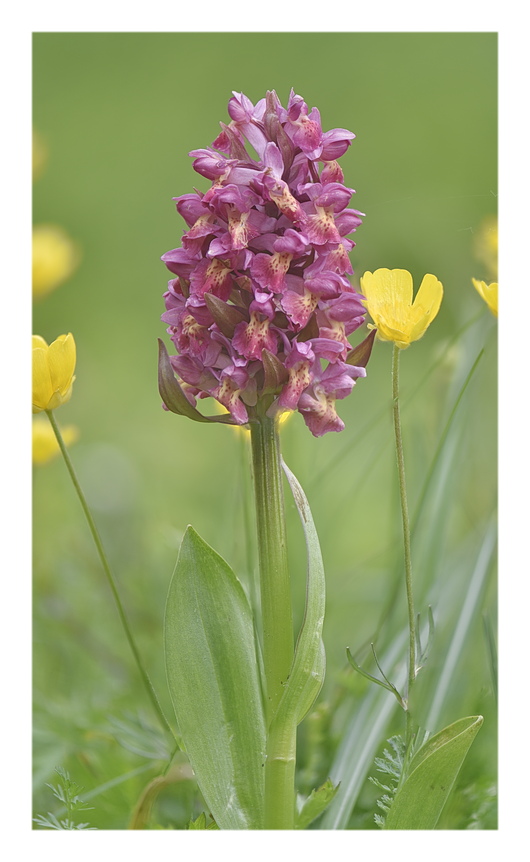 Orchidee Venete 2025 - 3/2