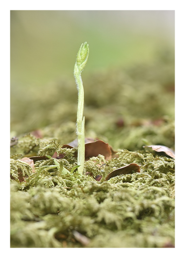 Orchidee Venete 2025 - 5