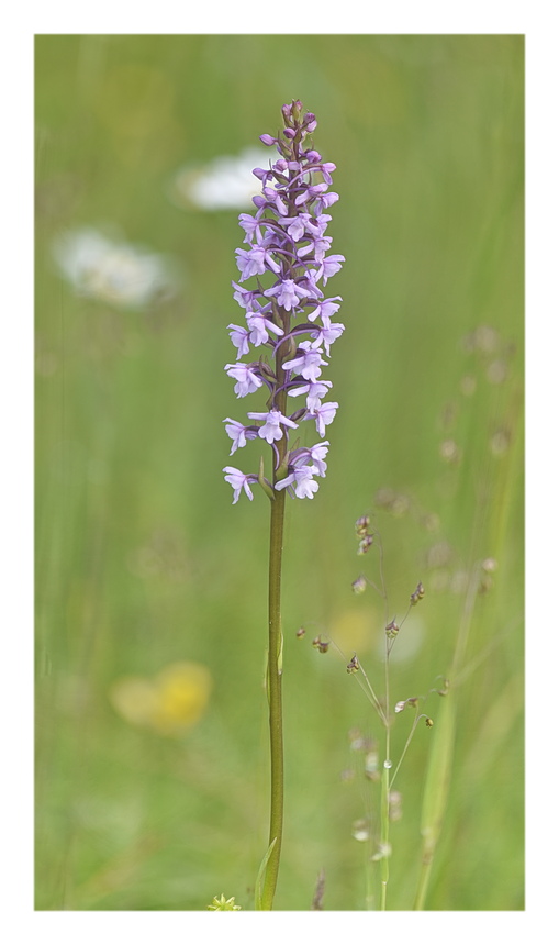 Orchidee Venete 2025 - 5