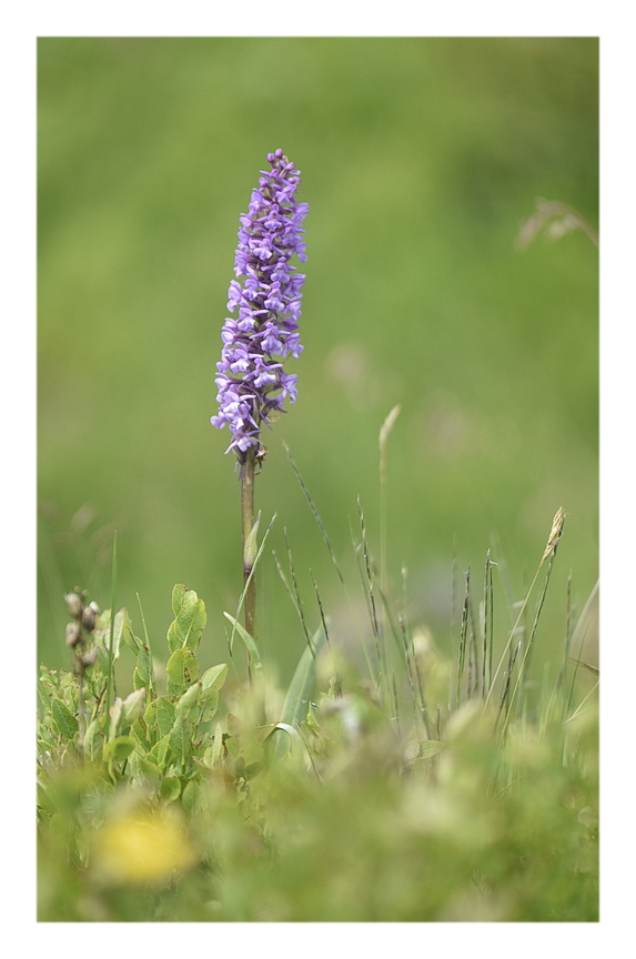 Orchidee Venete 2025 - 5