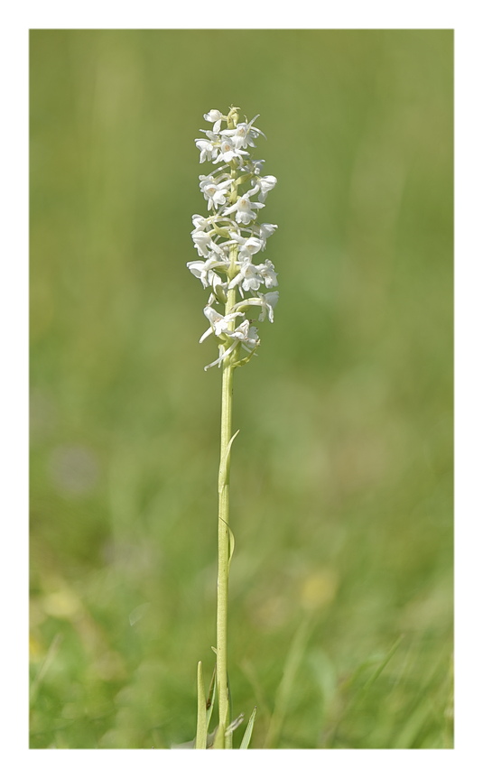 Orchidee Venete 2025 - 5