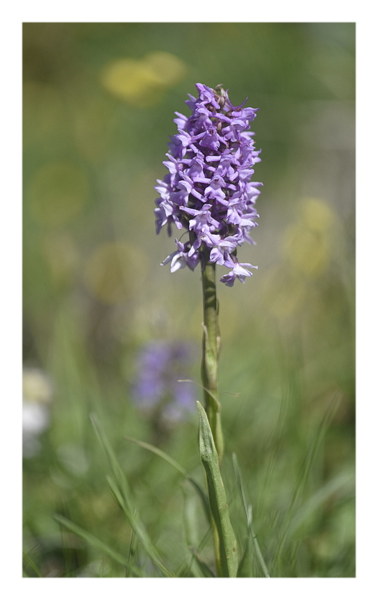 Orchidee Venete 2025 - 5