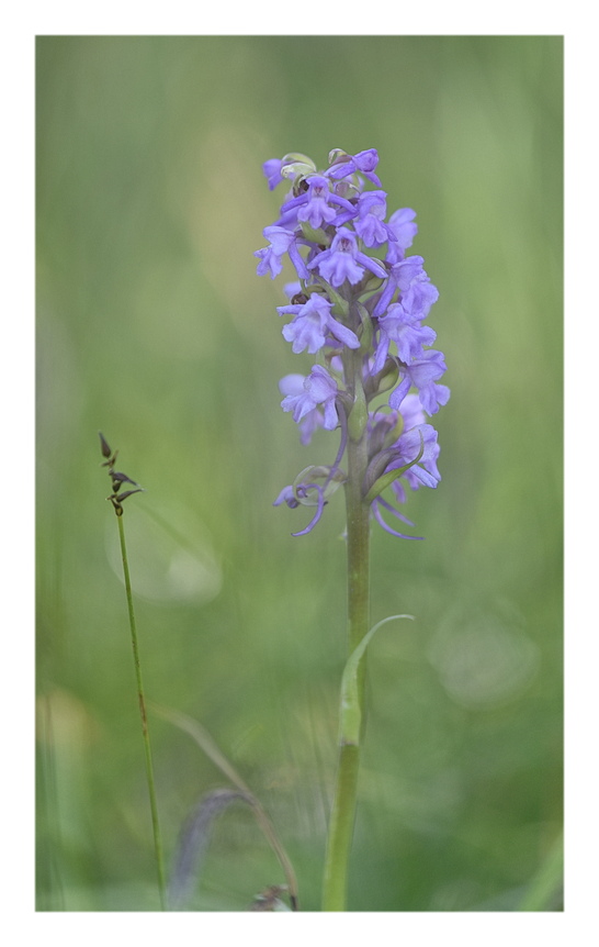Orchidee Venete 2025 - 5