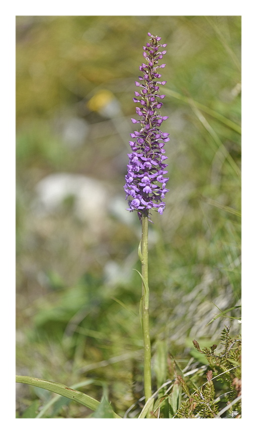 Orchidee Venete 2025 - 5