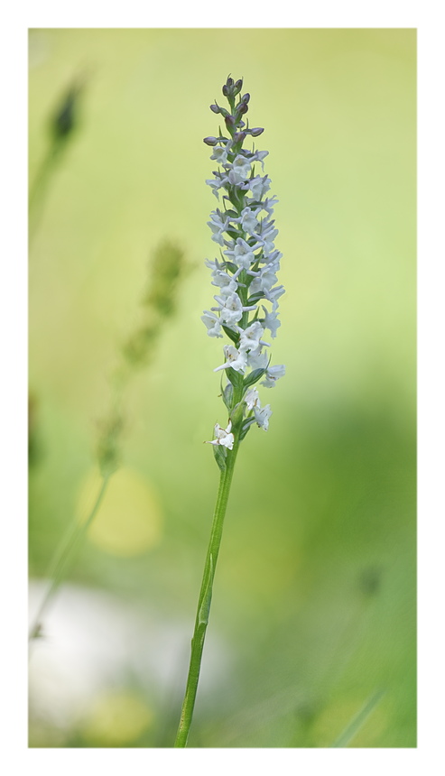 Orchidee Venete 2025 - 5