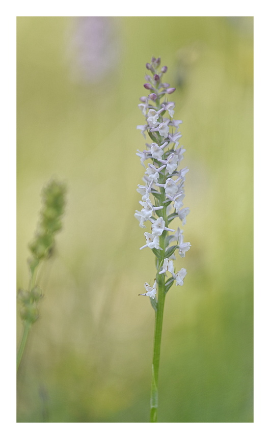 Orchidee Venete 2025 - 5