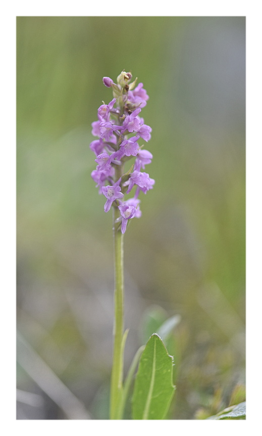 Orchidee Venete 2025 - 5