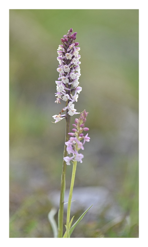 Orchidee Venete 2025 - 5