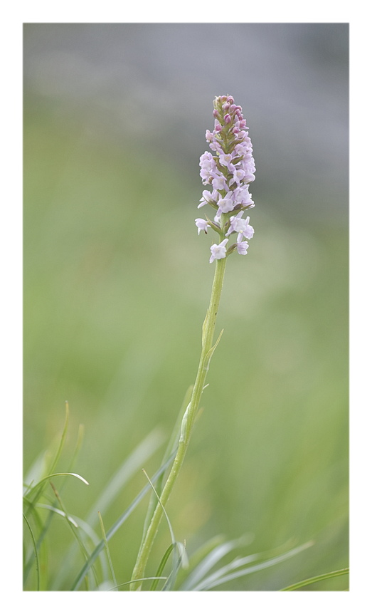 Orchidee Venete 2025 - 5