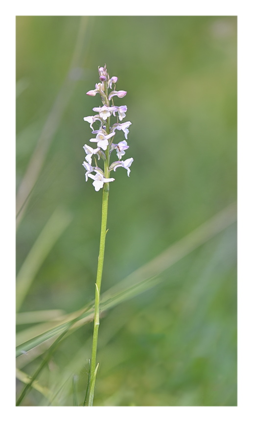 Orchidee Venete 2025 - 5