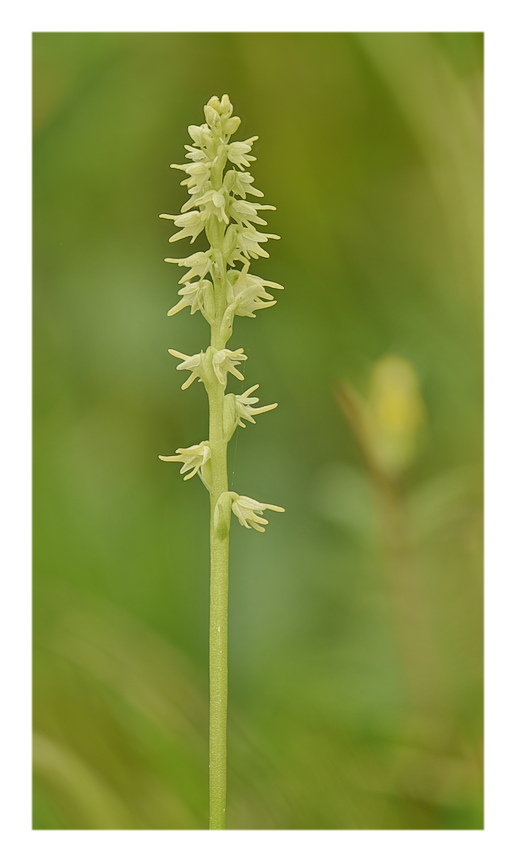 Orchidee Venete 2025 - 5