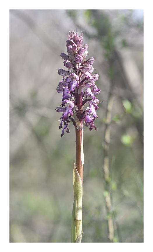 Orchidee Venete 2025 - 5
