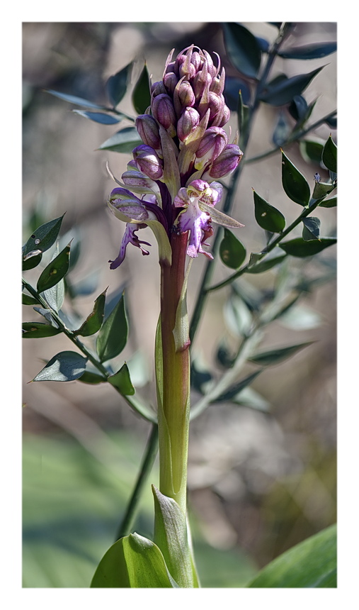 Orchidee Venete 2025 - 5
