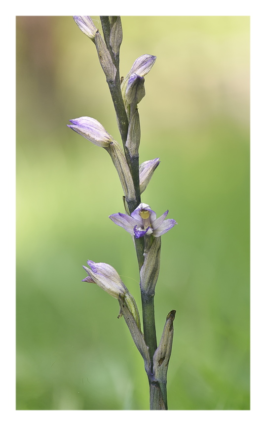 Orchidee Venete 2025 - 6