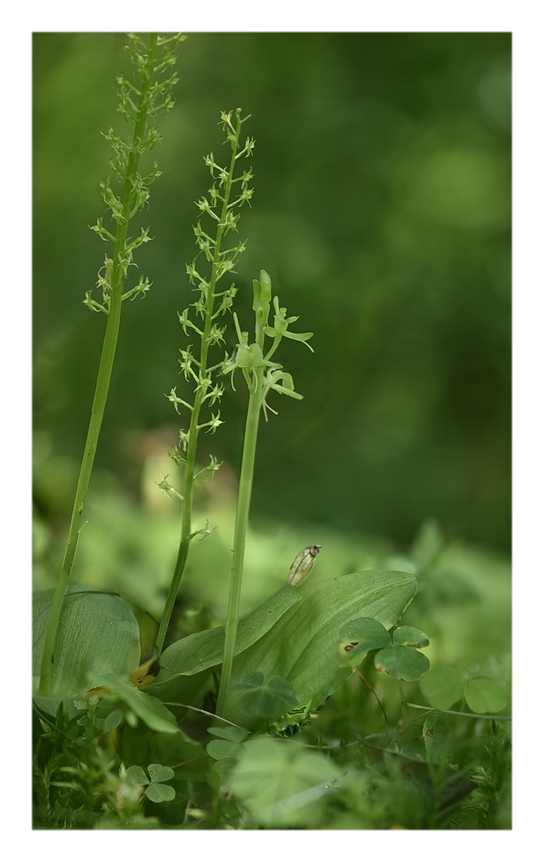 Orchidee Venete 2025 - 6