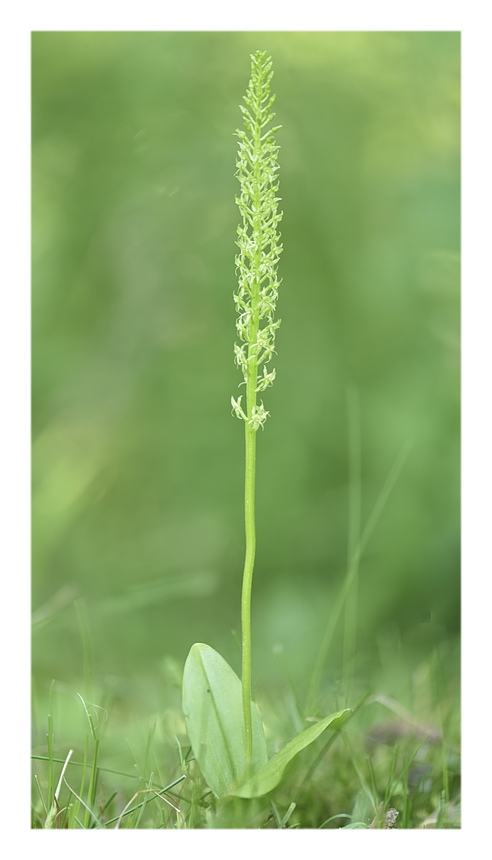 Orchidee Venete 2025 - 6