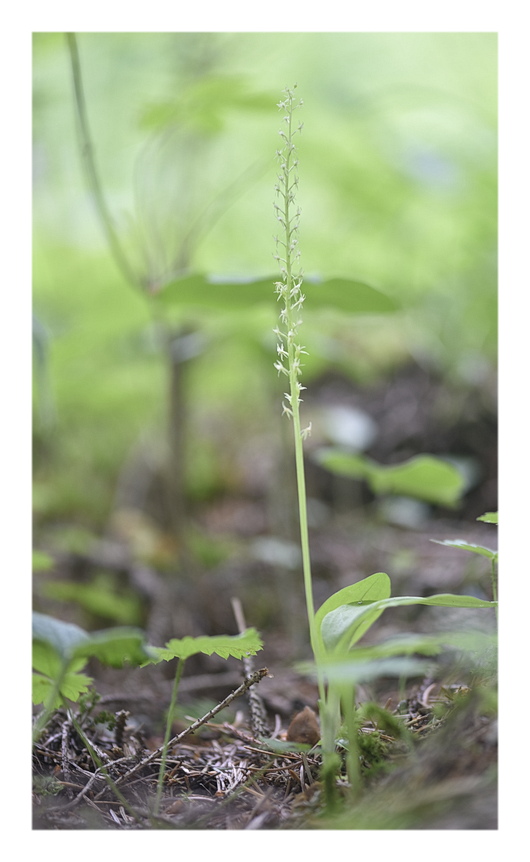 Orchidee Venete 2025 - 6