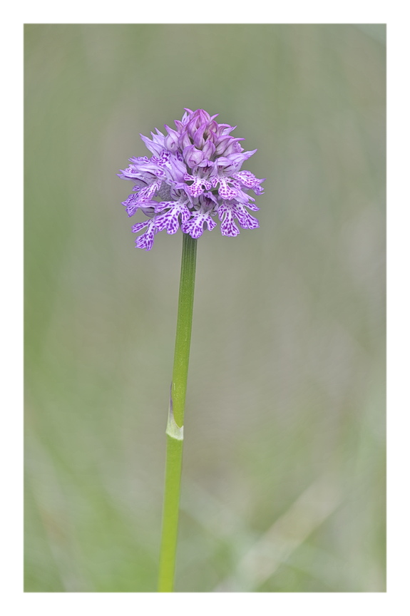 Orchidee Venete 2025 - 6