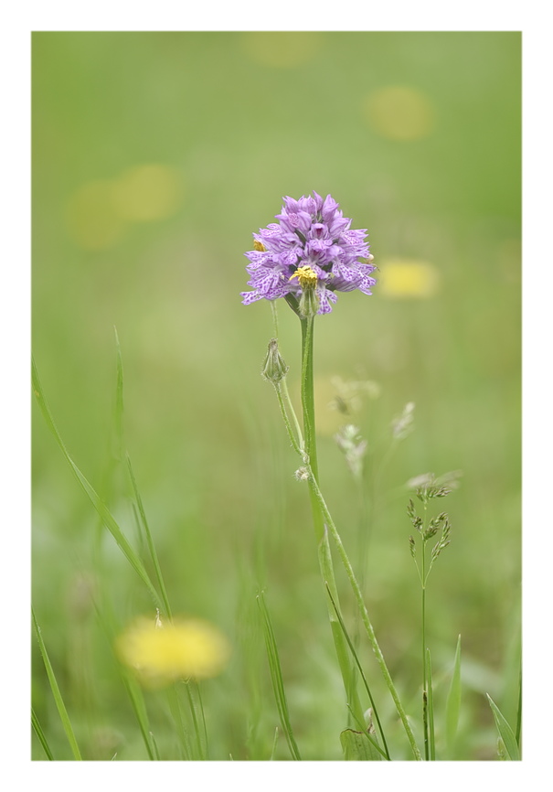 Orchidee Venete 2025 - 6