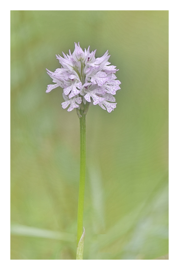 Orchidee Venete 2025 - 6