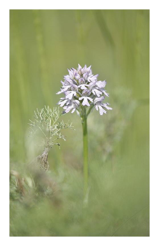 Orchidee Venete 2025 - 6