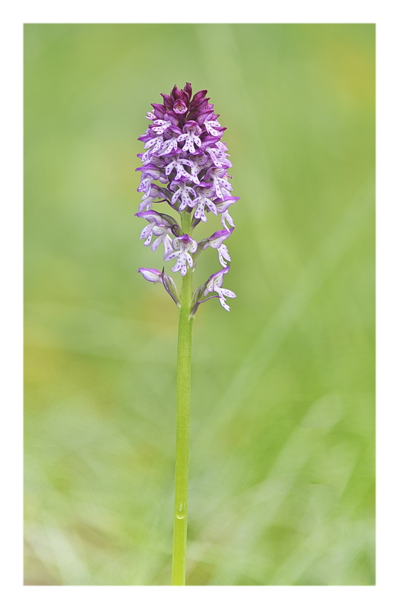 Orchidee Venete 2025 - 6