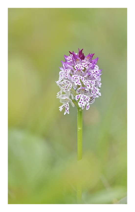 Orchidee Venete 2025 - 6