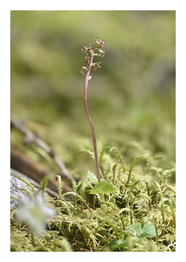 Orchidee Venete 2025 - 6