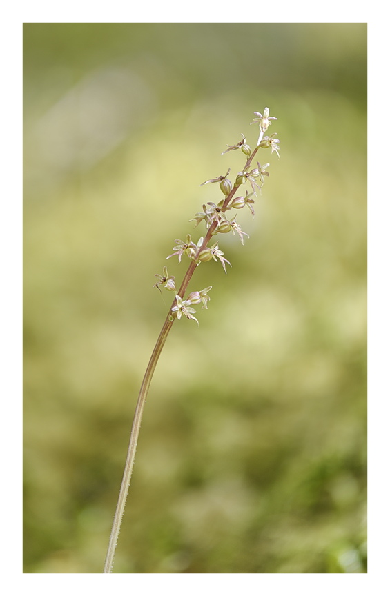 Orchidee Venete 2025 - 6