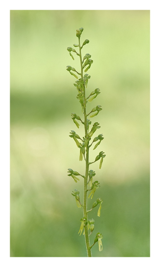 Orchidee Venete 2025 - 6