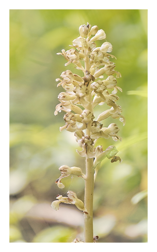 Orchidee Venete 2025 - 6