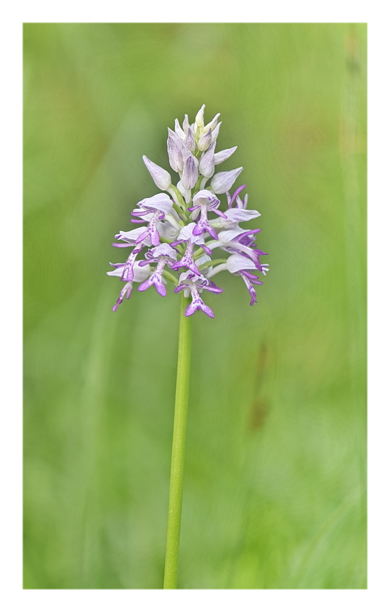 Orchidee Venete 2025 - 10