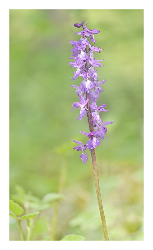 Orchidee Venete 2025 - 10