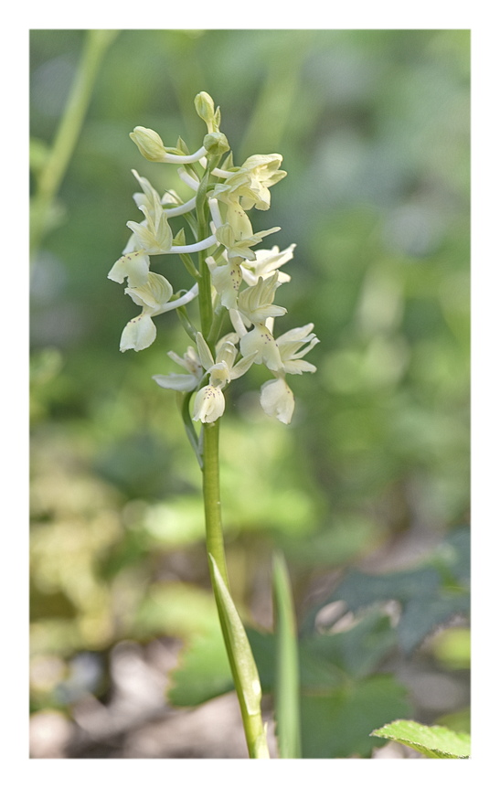 Orchidee Venete 2025 - 10