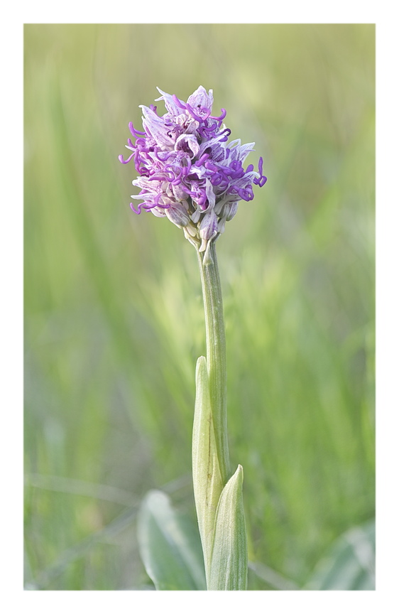 Orchidee Venete 2025 - 10