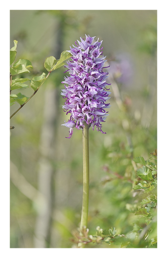 Orchidee Venete 2025 - 10