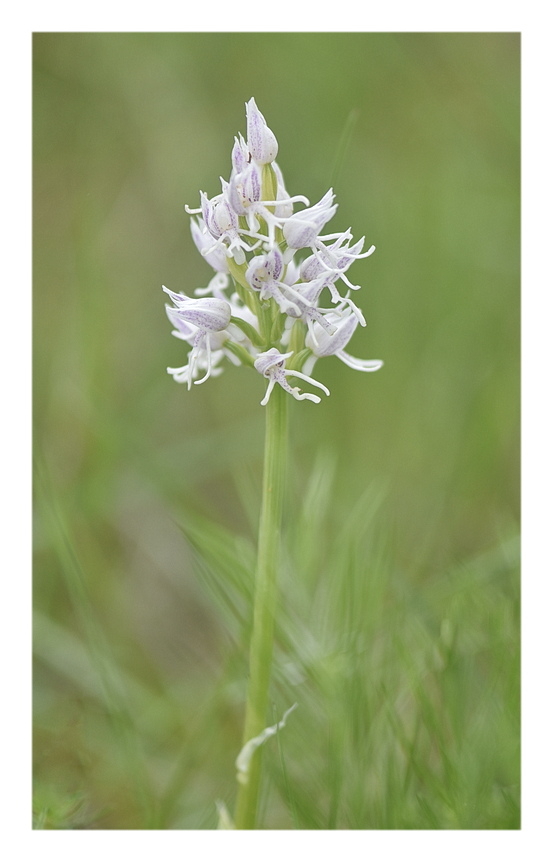 Orchidee Venete 2025 - 10