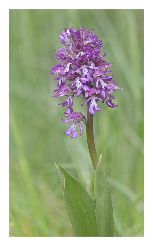 Orchidee Venete 2025 - 10