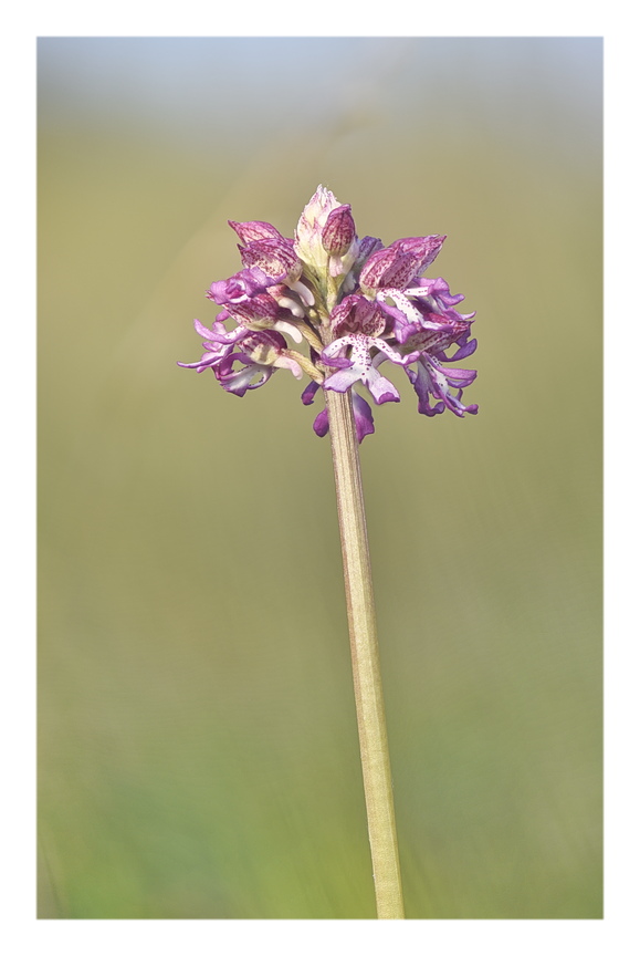 Orchidee Venete 2025 - 10