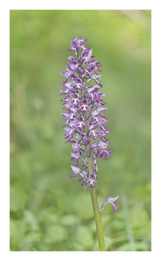 Orchidee Venete 2025 - 10