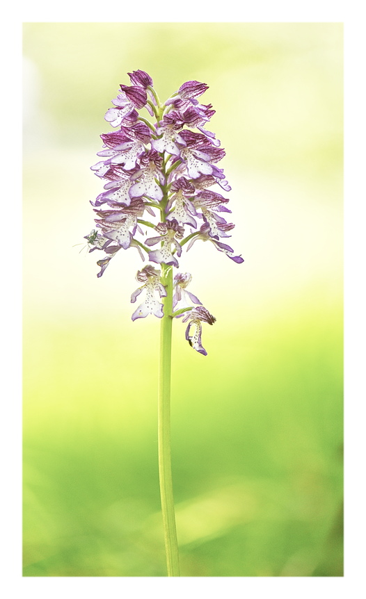 Orchidee Venete 2025 - 10