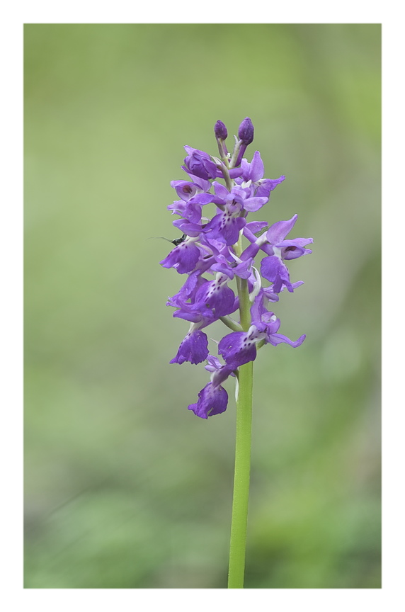Orchidee Venete 2025 - 10