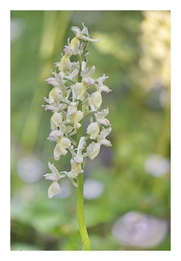 Orchidee Venete 2025 - 10